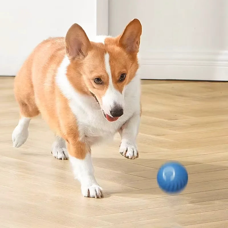 Ballblixt -Ein Spielzeug, das deiner Fellnase wirklich guttut